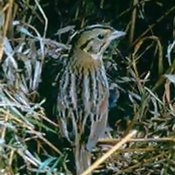 Henslow's Sparrow